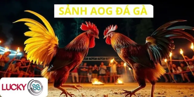 Giới thiệu AOG đá gà