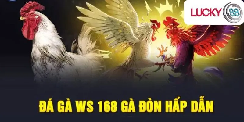 Khám phá WS168 đá gà